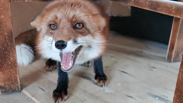 Watch this video when you want to keep foxes as pets Watch this video when you want to keep foxes as pets