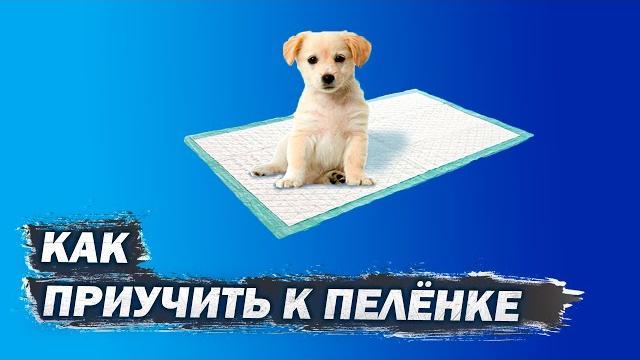 Как приучить собаку к пеленке/ #Shorts Как приучить собаку к пеленке/ #Shorts