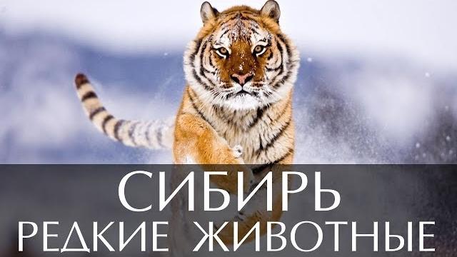 Редкие животные Сибири Редкие животные Сибири