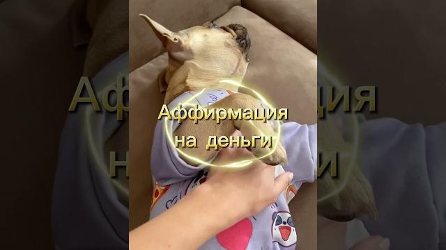 Французский бульдог - это к деньгам #французскийбульдог #деньги #собака #смешныеживотные #юмор Французский бульдог - это к деньгам #французскийбульдог #деньги #собака #смешныеживотные #юмор