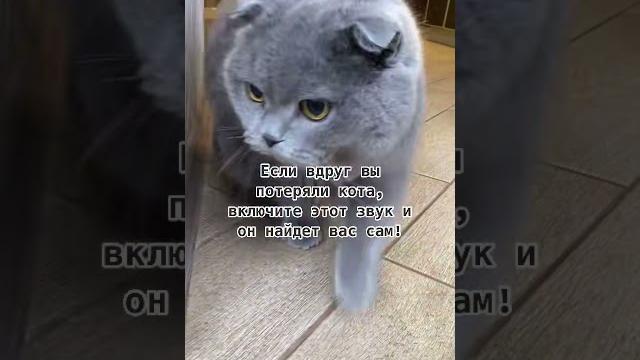 КОТ ГОВОРИТ КОТ ГОВОРИТ
