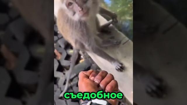 Человек разыгрывает обезьяну @LKZERA_ SILVA instagram Человек разыгрывает обезьяну @LKZERA_ SILVA instagram