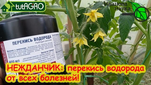 ОПРЫСКАЙТЕ ТАК 1 РАЗ И БОЛЕЗНИ НЕ СТРАШНЫ! Как использовать перекись от желтых листьев и пятен. ОПРЫСКАЙТЕ ТАК 1 РАЗ И БОЛЕЗНИ НЕ СТРАШНЫ! Как использовать перекись от желтых листьев и пятен.
