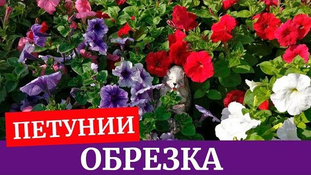 Как обрезать петунии? Зачем обрезать петунии? Как обрезать петунии? Зачем обрезать петунии?