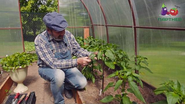 Как формировать перец Как формировать перец