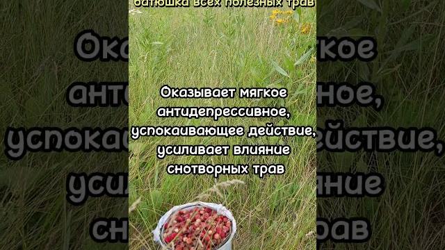 Полезные свойства зверобоя. Полезные свойства зверобоя.