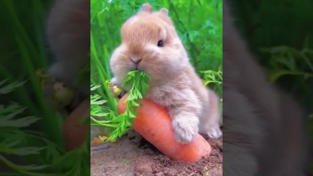 САМОЕ МИЛОЕ ВИДЕО #животные #кролик #shorts САМОЕ МИЛОЕ ВИДЕО #животные #кролик #shorts