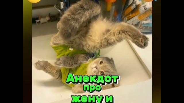 Анекдот про жену и трактор. #анекдоты #мемы #приколы #котики #шутки #юмор #жена #трактор Анекдот про жену и трактор. #анекдоты #мемы #приколы #котики #шутки #юмор #жена #трактор
