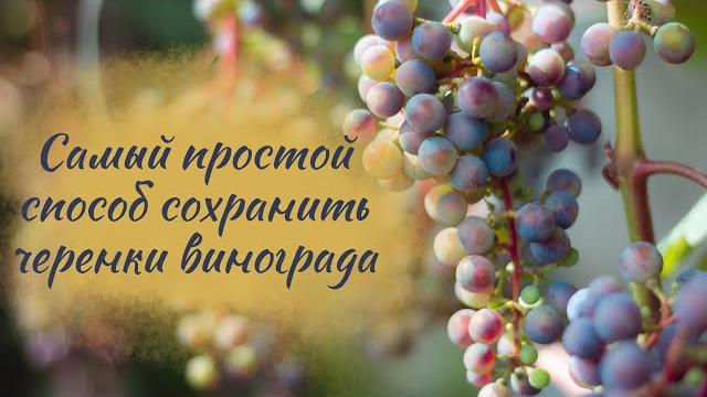 Самый простой способ сохранить черенки винограда Самый простой способ сохранить черенки винограда