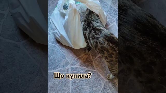 Що там в пакеті? #котики #cute #прикол #кіт #пакет #щовпакеті #cat #kitten #funny #смішнікоти #cat Що там в пакеті? #котики #cute #прикол #кіт #пакет #щовпакеті #cat #kitten #funny #смішнікоти #cat