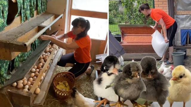 НЕ КОРМЛЮ КУР Каждый День Показываю Как Сделать НЕ КОРМЛЮ КУР Каждый День Показываю Как Сделать