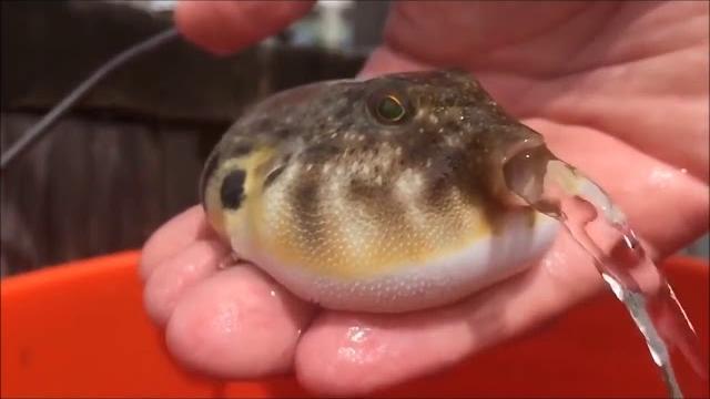 Рыба фугу всасывает воду. Рыба фугу всасывает воду.