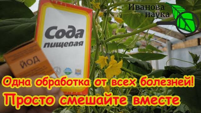 ОГУРЦЫ ОЖИВУТ, ЗАЗЕЛЕНЕЮТ и БУДУТ ДАВАТЬ УРОЖАЙ БЕЗ ОСТАНОВКИ! Лечение огурца от болезней. ОГУРЦЫ ОЖИВУТ, ЗАЗЕЛЕНЕЮТ и БУДУТ ДАВАТЬ УРОЖАЙ БЕЗ ОСТАНОВКИ! Лечение огурца от болезней.