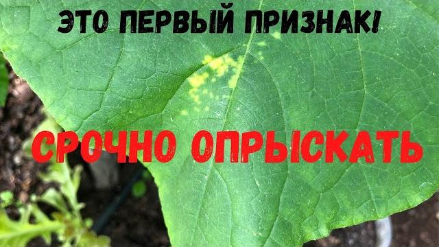 На листьях огурца появились желтые пятна? Срочно опрыскайте На листьях огурца появились желтые пятна? Срочно опрыскайте