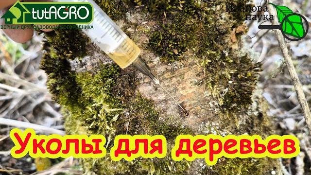 ОПРЫСКИВАТЬ НЕ НАДО! Изгнание из cада болезней и вредителей без опрыскивания. Уколы прямо в ствол. ОПРЫСКИВАТЬ НЕ НАДО! Изгнание из cада болезней и вредителей без опрыскивания. Уколы прямо в ствол.