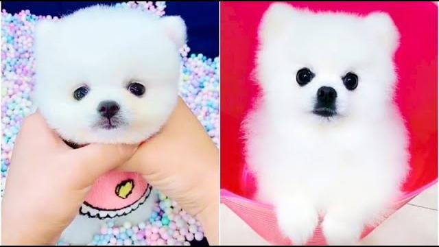 Приколы с животными тик ток. Лучшие ТИК ТОК приколы про животных. Tik tok animals compilation Приколы с животными тик ток. Лучшие ТИК ТОК приколы про животных. Tik tok animals compilation