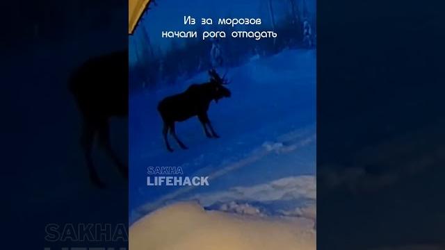 #якутия #yakutia #саха #сахалыы #якутия #yakutia #саха #сахалыы