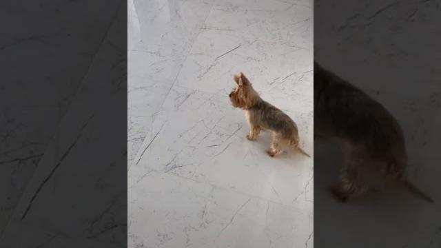 ПРИКОЛЫ С КОРМОМ #прикол #корм #собака #юмор ПРИКОЛЫ С КОРМОМ #прикол #корм #собака #юмор