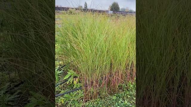 Какие мискантусы мы высылаем в заказах весной Какие мискантусы мы высылаем в заказах весной