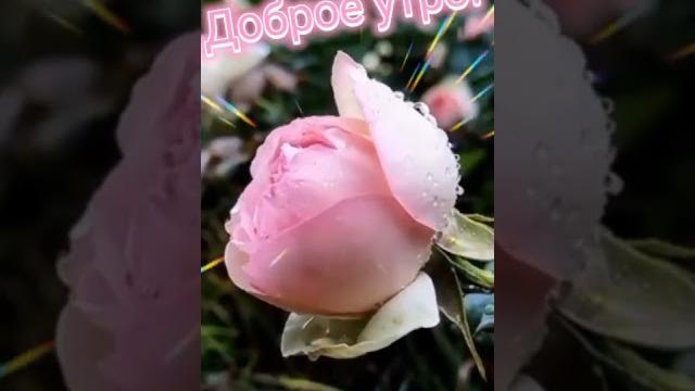 Доброе утро всем, кто проснулся! Доброе утро всем, кто проснулся!