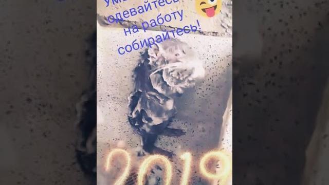 Мышка или крыса моется Мышка или крыса моется