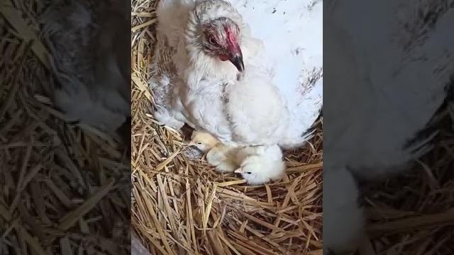 Курица высиживает яйца Курица высиживает яйца