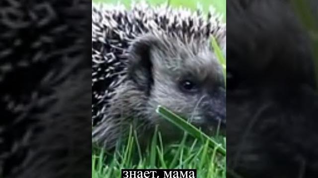 анекдот, расскажи про ежика #shorts анекдот, расскажи про ежика #shorts