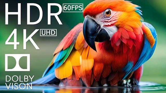 4K HDR 120fps Dolby Vision with Animal Sounds (Colorfully Dynamic) #71 4K HDR 120fps Dolby Vision with Animal Sounds (Colorfully Dynamic) #71