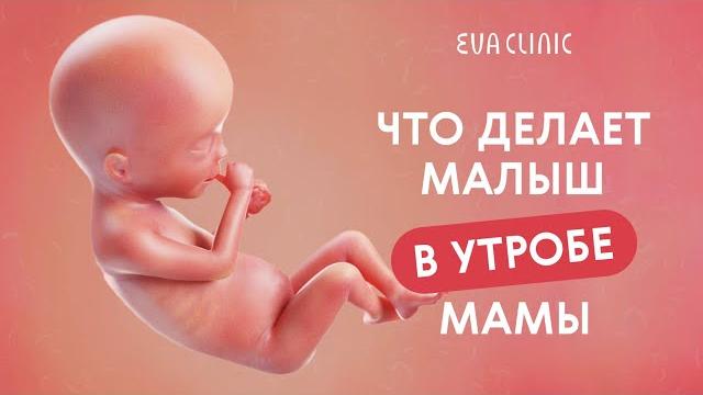 ЧЕМ НА САМОМ ДЕЛЕ ЗАНИМАЕТСЯ МАЛЫШ У МАМЫ В ЖИВОТЕ//ВНУТРИУТРОБНАЯ ЭРЕКЦИЯ У МАЛЬЧИКОВ???/ ЧЕМ НА САМОМ ДЕЛЕ ЗАНИМАЕТСЯ МАЛЫШ У МАМЫ В ЖИВОТЕ//ВНУТРИУТРОБНАЯ ЭРЕКЦИЯ У МАЛЬЧИКОВ???/