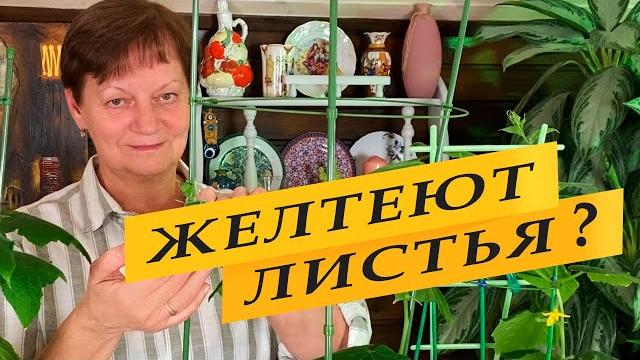 Почему желтеют листья огурцов и дома, и на улице. Почему желтеют листья огурцов и дома, и на улице.