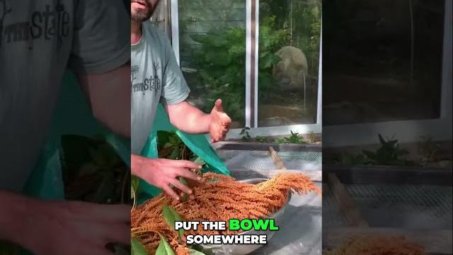Amaranth Harvesting: Gentle Seed Separation & Natural Pest Control #amaranth #survival #farming Amaranth Harvesting: Gentle Seed Separation & Natural Pest Control #amaranth #survival #farming