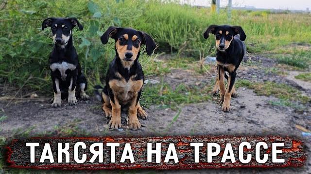 Обнаружила истощенного щенка на обочине, оказалось их там трое. Поймать оказалось не так просто. Обнаружила истощенного щенка на обочине, оказалось их там трое. Поймать оказалось не так просто.