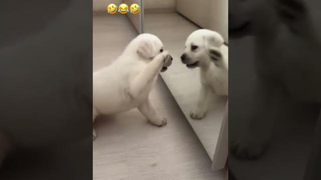 Супер смешной щенок лабрадорапитомник @levins_labrs #top #labrador #суперсобака #приколы #юмор Супер смешной щенок лабрадорапитомник @levins_labrs #top #labrador #суперсобака #приколы #юмор