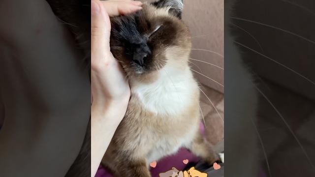 🩷 #cat #catlovers #love #catvideos #shots #shorts #short #youtube #2025 #art #video #like #funny 🩷 #cat #catlovers #love #catvideos #shots #shorts #short #youtube #2025 #art #video #like #funny