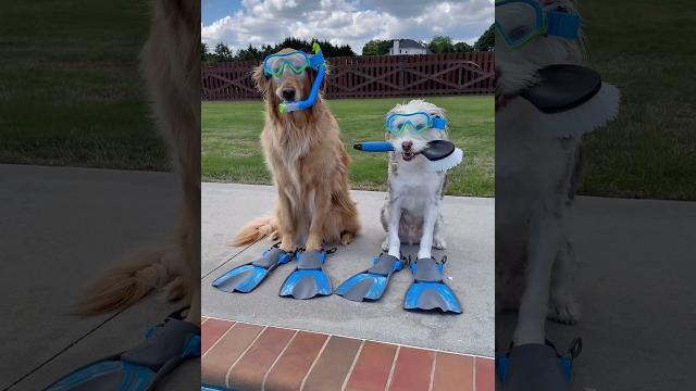 My dogs cleaned the pool with @beatbotglobal ! My dogs cleaned the pool with @beatbotglobal !