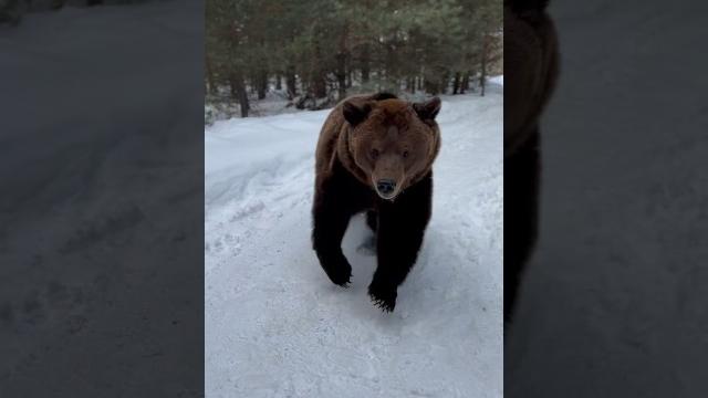 Домашний медведь)) Домашний медведь))