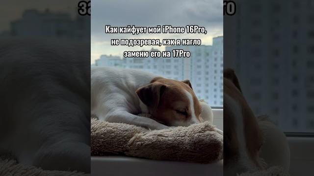 Я предам iPhone через 93 дня( #apple #юмор #мем #iphone #айфон #телефон #айфон16 #айфон17 #собака Я предам iPhone через 93 дня( #apple #юмор #мем #iphone #айфон #телефон #айфон16 #айфон17 #собака