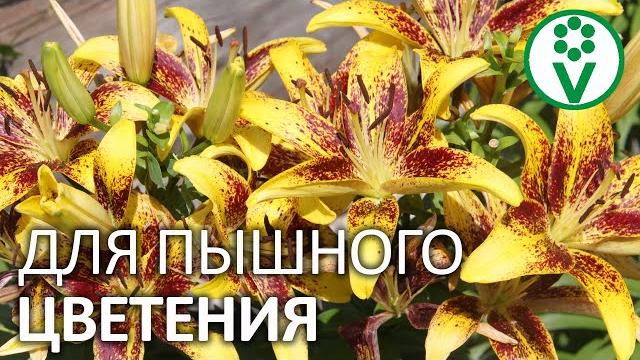 ЦВЕТЕНИЕ БУДЕТ ГОРАЗДО ПЫШНЕЕ ПОСЛЕ ТАКОГО УХОДА ОСЕНЬЮ! Подкормка, обрезка и укрытие лилий ЦВЕТЕНИЕ БУДЕТ ГОРАЗДО ПЫШНЕЕ ПОСЛЕ ТАКОГО УХОДА ОСЕНЬЮ! Подкормка, обрезка и укрытие лилий