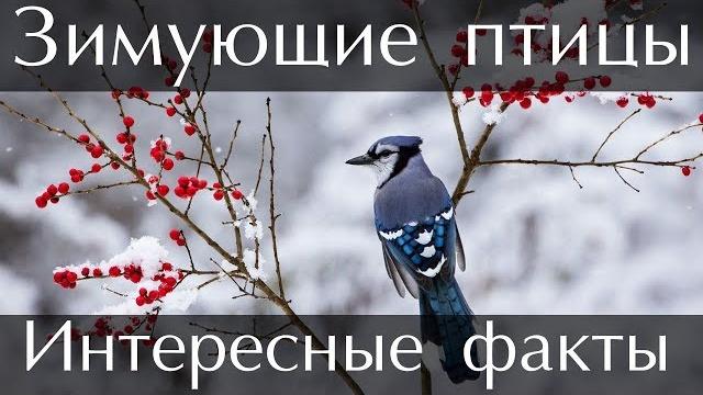 Интересные факты о Зимующих Птицах Интересные факты о Зимующих Птицах