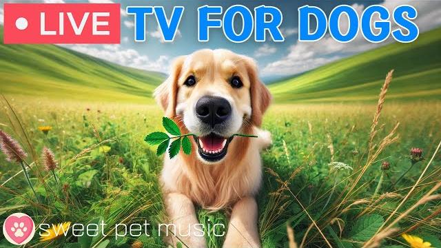 24 Hours of Dog TVCalming Music to Help Dogs Sleep🩷Soothing Music for Dogs with Stress & Anxiety 24 Hours of Dog TVCalming Music to Help Dogs Sleep🩷Soothing Music for Dogs with Stress & Anxiety