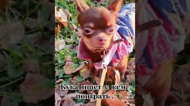 чихуа приколы. чихуахуа. чихуа приколы. чихуахуа.