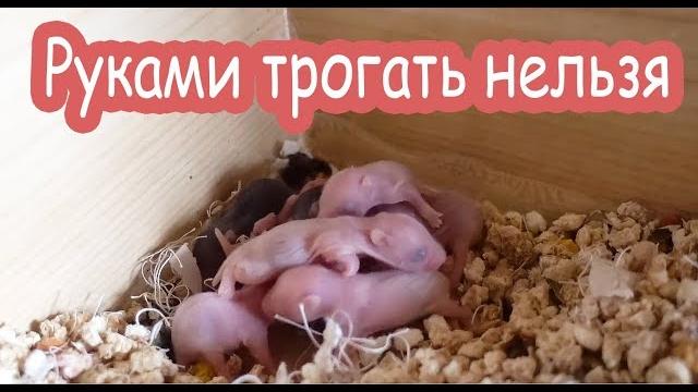 Уборка у новорожденных хомячков. Страшно. Уборка у новорожденных хомячков. Страшно.