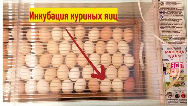 Инкубация куриных яиц. Правильная закладка яиц в инкубатор. Как отобрать и проверить яйца. Инкубация куриных яиц. Правильная закладка яиц в инкубатор. Как отобрать и проверить яйца.