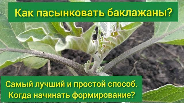 Как пасынковать баклажаны/ как формировать баклажаны в открытом грунте/ пасынкование баклажан Как пасынковать баклажаны/ как формировать баклажаны в открытом грунте/ пасынкование баклажан