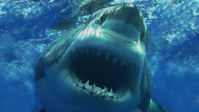 10 САМЫХ ОПАСНЫХ АКУЛ В МИРЕ 10 САМЫХ ОПАСНЫХ АКУЛ В МИРЕ