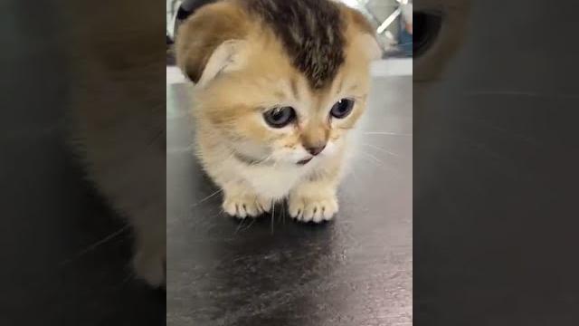 Маленький котенок #Котик Маленький котенок #Котик