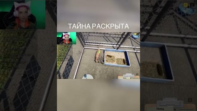 КОТЫ И ОГУРЦЫ ► Animal Shelter ► #SHORTS КОТЫ И ОГУРЦЫ ► Animal Shelter ► #SHORTS
