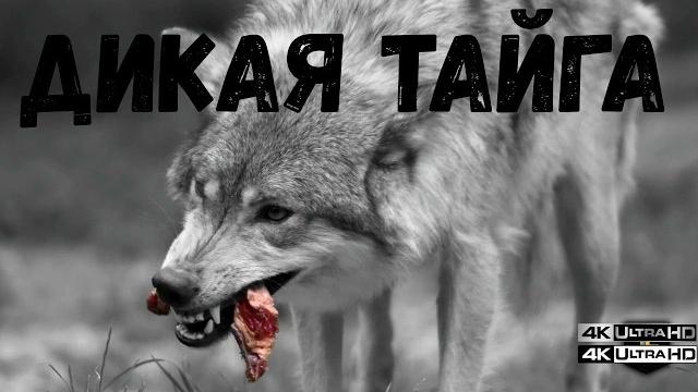 ДИКАЯ ТАЙГА: ГДЕ СЛАБЫЕ ЗАМЕРЗАЮТ, А СИЛЬНЫЕ УБИВАЮТ 🩸 | Документальный фильм | #ДикаяТайга #Тайга ДИКАЯ ТАЙГА: ГДЕ СЛАБЫЕ ЗАМЕРЗАЮТ, А СИЛЬНЫЕ УБИВАЮТ 🩸 | Документальный фильм | #ДикаяТайга #Тайга