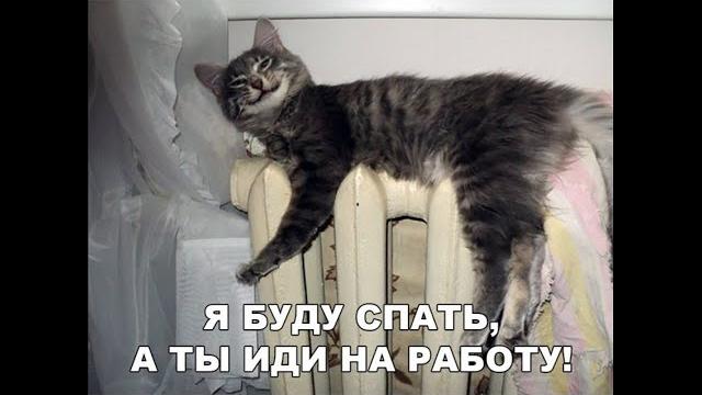 Веселые картинки. Кошки смешилки. Приколы с кошками. Веселые картинки. Кошки смешилки. Приколы с кошками.