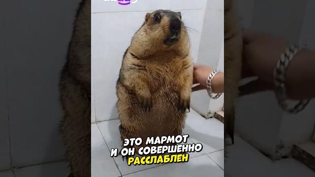 Самый добрый сурок (Credits: @marmot_qh on TT) Самый добрый сурок (Credits: @marmot_qh on TT)
